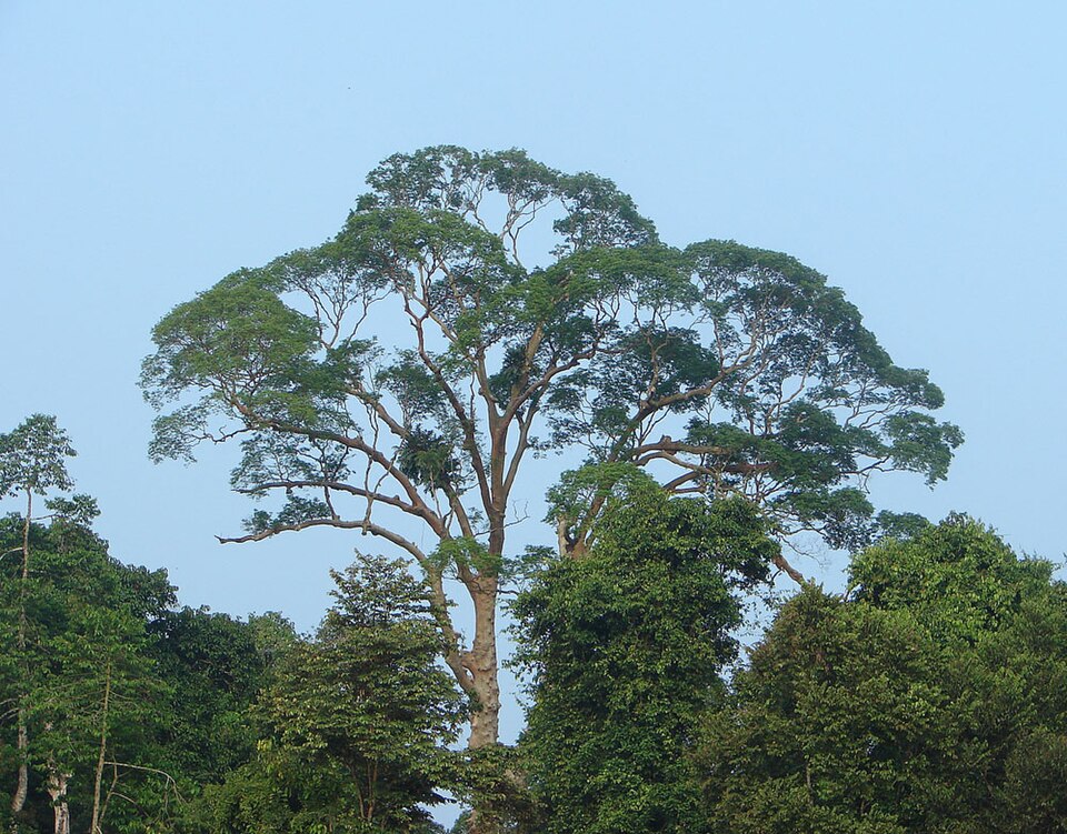 Kenegerian Kampar